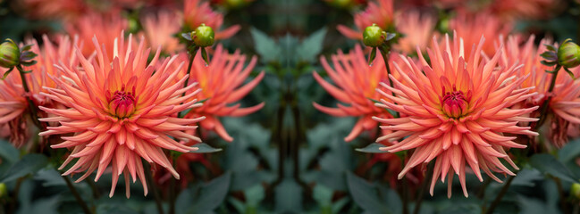 Panorama orange dahlias blooming in botanical garden © lms_lms