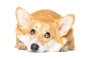 Single little cute Pembroke Welsh Corgi puppy lying white background