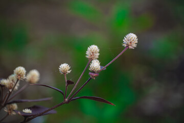 A close-up of delicate white wildflowers with a blurred green background