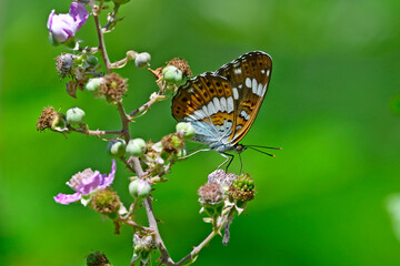 Kleiner Eisvogel // White admiral (Limenitis camilla)