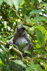 white tailed macaque