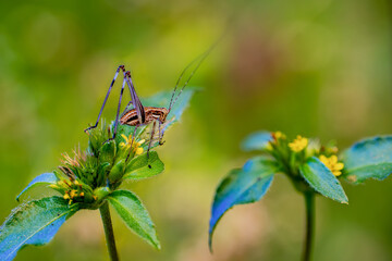 A cricket perched on a green plant with yellow flowers