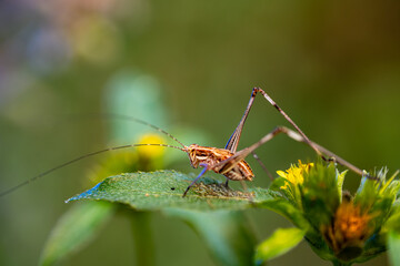A close-up of a cricket perched on a green leaf