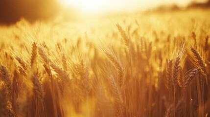 A golden wheat field bathed in sunlight, the tall stalks swaying in the wind, a scene of harvest and abundance.