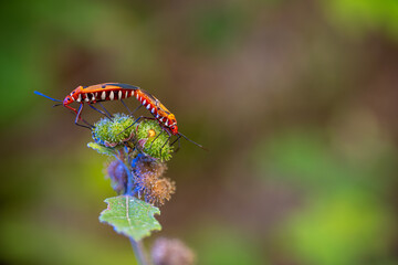 Two insects are seen on a plant, likely engaging in mating behavior. Copy space for text and advertising. Nature wallpaper