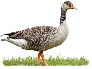 Nene Goose