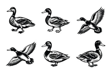 Mallard silhouette design in vector style with a white background
