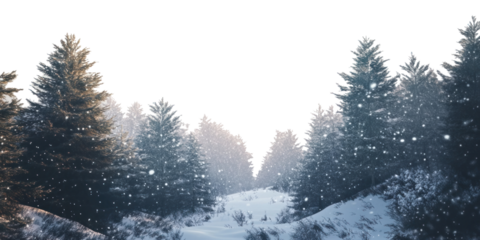 PNG A snowy landscape with tall trees covered in snow forest winter scenery.