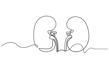 Kidney human organ one line art drawing. Human kidneys continuous one line drawing. Isolated on white background vector illustration. Premium vector, Human kidneys with ureters one line art