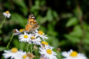 Painted Lady (Vanessa cardui) butterfly perched on a white daisy in Zurich, Switzerland