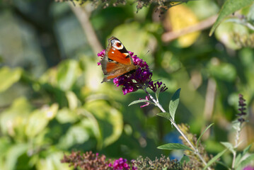 European peacock butterfly (Aglais io) perched on summer lilac in Zurich, Switzerland