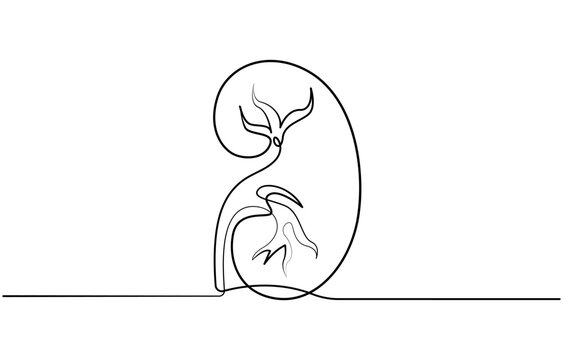 recommend clip art: Kidney human organ one line art drawing. Human kidneys continuous one line drawing. Isolated on white background vector illustration. Premium vector, Human kidneys with ureters one line art