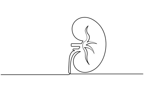 recommend clip art: Kidney human organ one line art drawing. Human kidneys continuous one line drawing. Isolated on white background vector illustration. Premium vector, Human kidneys with ureters one line art