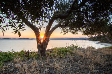 View from a hill with olive trees into the sunset and the sea. Evening mood of a Mediterranean...