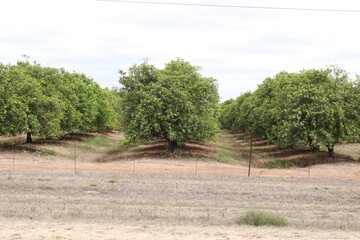 citrus fruit farm with small and big green orange trees