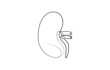 Obraz premium Kidney human organ one line art drawing. Human kidneys continuous one line drawing. Isolated on white background vector illustration. Premium vector, Human kidneys with ureters one line art