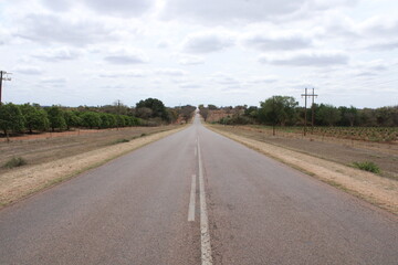 Fototapeta premium tarred asphalt road with trees alongside
