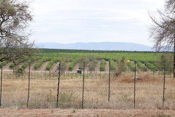 citrus fruit farm with small and big green orange trees