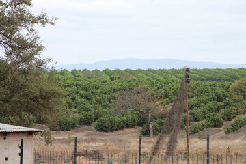 citrus fruit farm with small and big green orange trees