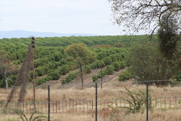 citrus fruit farm with small and big green orange trees
