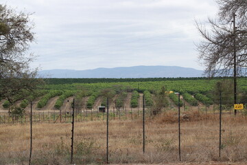 Fototapeta premium citrus fruit farm with small and big green orange trees