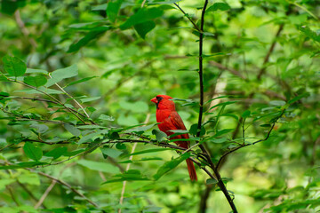 Northern Cardinal