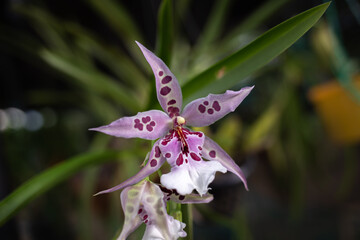 Garden of Orchids 
La Pajarera 2024