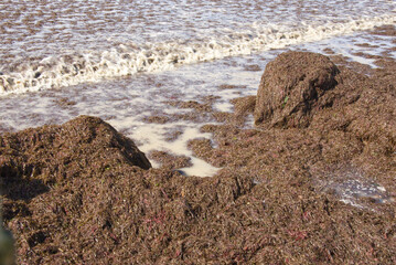 Piles of seaweed on beach