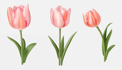 Fototapeta premium set of tulips