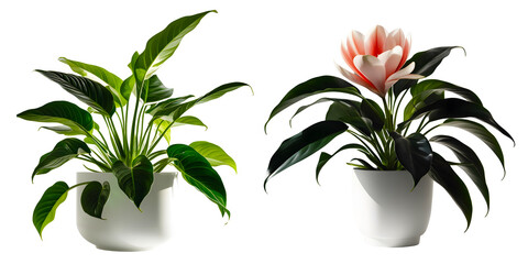 Indoor plant set with flower isolated png