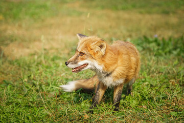 A close up of a Red Fox in the grass