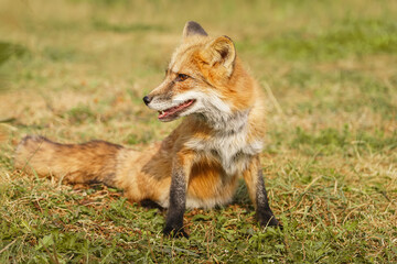 A close up of a Red Fox in the grass
