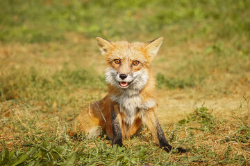 A close up of a Red Fox in the grass