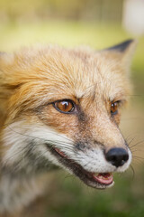 A close up of a Red Fox in the grass