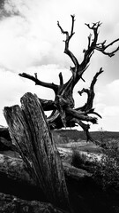 Weathered Old Desert Cedar Tree in Arches National Park, Utah, USA: Abstract shapes and geometry of the curving tree trunks, black and white photo