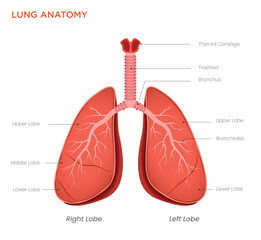 Lung Anatomy Diagram Structure and Function of the Respiratory System