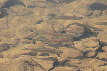 camouflaged fish in the pool of water with ripples 