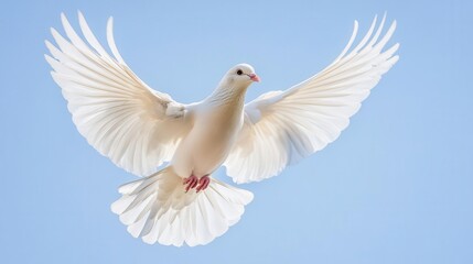 majestic white dove in midflight against a clear sky background wings fully extended capturing the grace and symbolism of peace and freedom in a dynamic pose