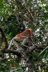 Proboscis monkey