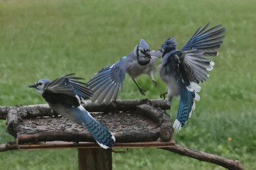 Blue Jays fighting in late summer
