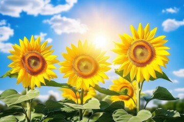 Fototapeta premium Radiant sunflowers blue sky with bright sunshine