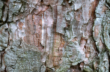 Pin de Corse, Pinus laricio corsicana