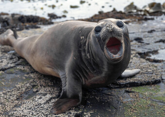 Eléphant de mer, Mirounga leonina,  Iles Falkland, Malouines