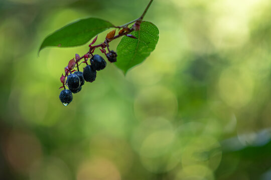 Cluster of ripe salal berries with coalesced raindrop