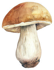 PNG  Realistic watercolor mushroom illustration