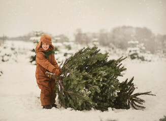 The choice of Christmas tree, 5-year-old boy holding freshly cut spruce, Christmas tree farm, lot...