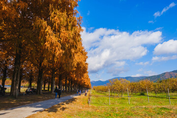 [SHIGA]A famous spot that attracts visitors with its colorful autumn leaves, A beautiful tree-lined...