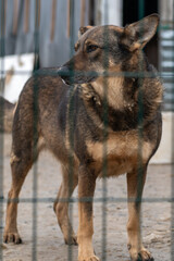 Dog waiting for adoption in animal shelter. Homeless dog in the shelter.