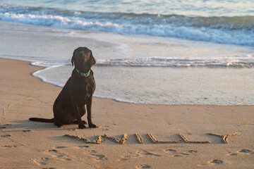 Black Labrador Retriever dog at the beach, his name Willy written in the sand. Outer Banks, North...