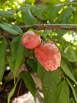 Blooming rose of Venezuela or brownea grandiceps flower.